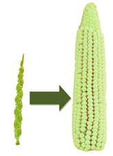 Domestication of Corn